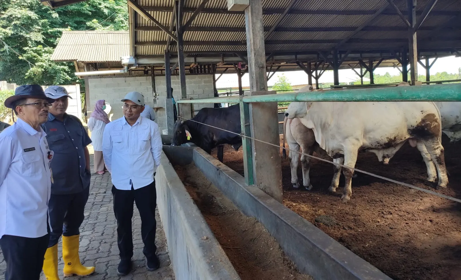 Stok Daging