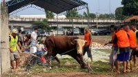 PT Adhimix Precast Indonesia Distribusi 1.200 Daging Kurban di Tangerang