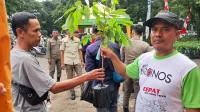 Bibit Pohon Gratis