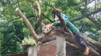 Tebang Pohon