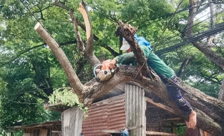 Tebang Pohon