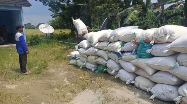 Petani