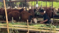 Pedagang Hewan Qurban
