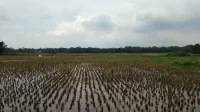 Petani