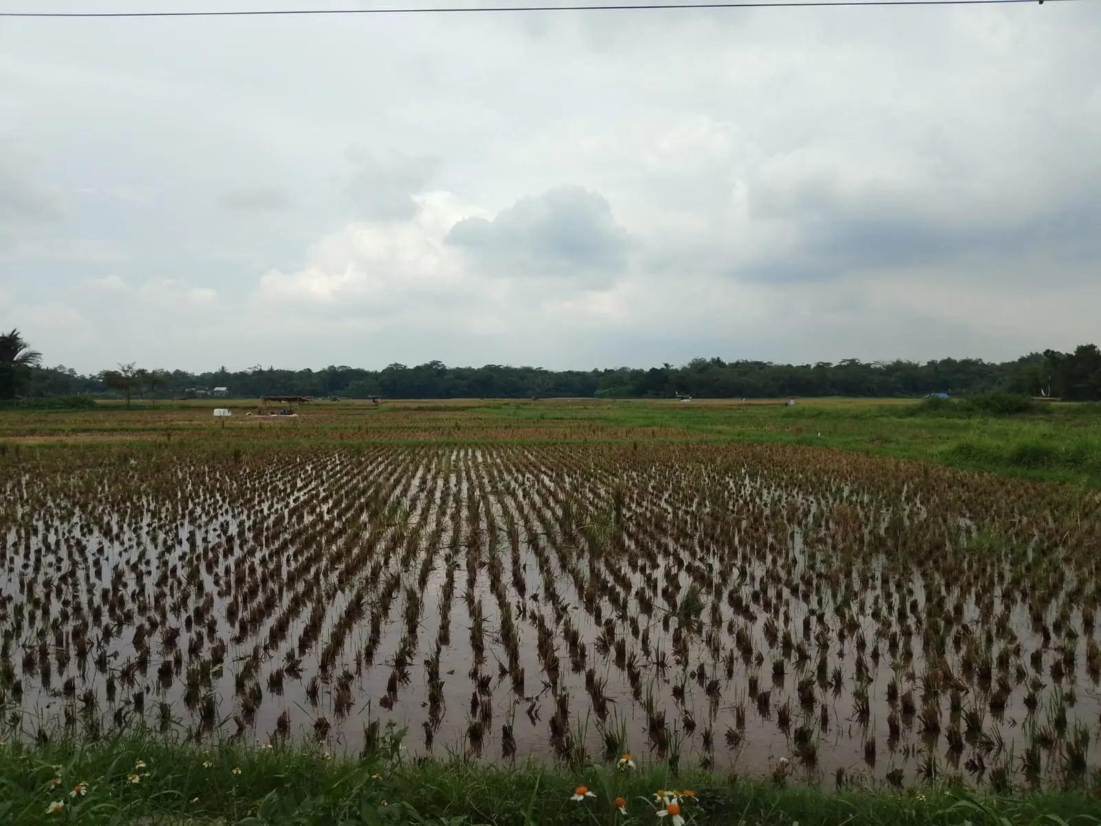 Petani