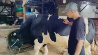 Sapi