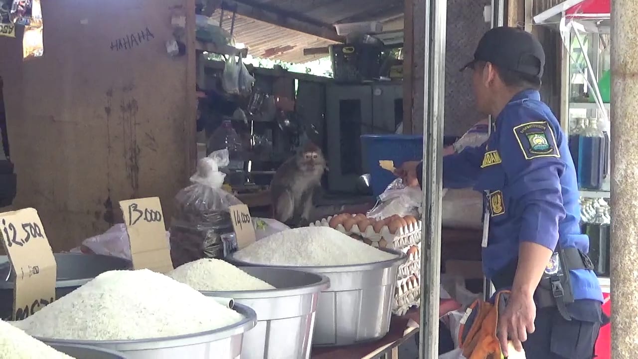 Monyet Acak-acak Warung di Cibodas