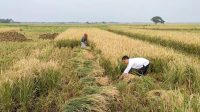Sektor Pertanian Masih Jadi 