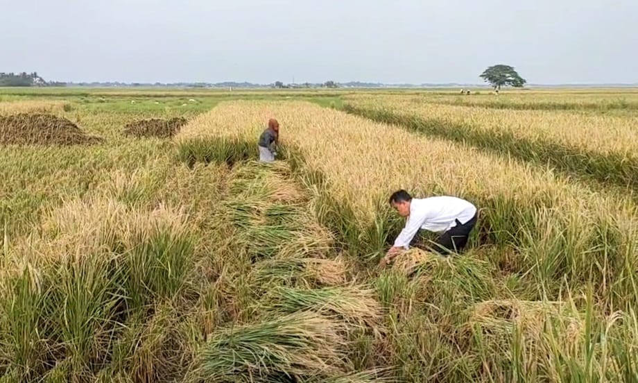 Sektor Pertanian Masih Jadi 