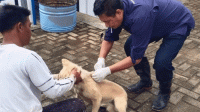 Cegah Rabies, Disnakeswan Lebak Vaksinasi Anjing Liar