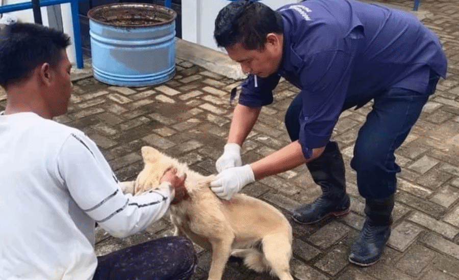 Cegah Rabies, Disnakeswan Lebak Vaksinasi Anjing Liar