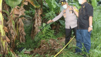 Mayat Terbungkus Plastik di Kebun Pisang, Polisi Temukan Luka Sayatan dan Lebam Mayat Terbungkus Plastik di Kebun Pisang, Polisi Temukan Luka Sayatan dan Lebam