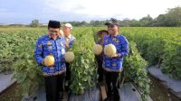 WALIKOTA PANEN MELON