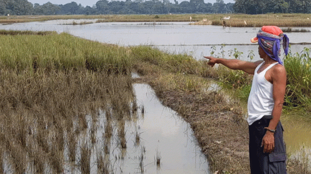 Distan Lebak Minta Pengembang Stop Bangun Perumahan di Lahan Sawah Produktif