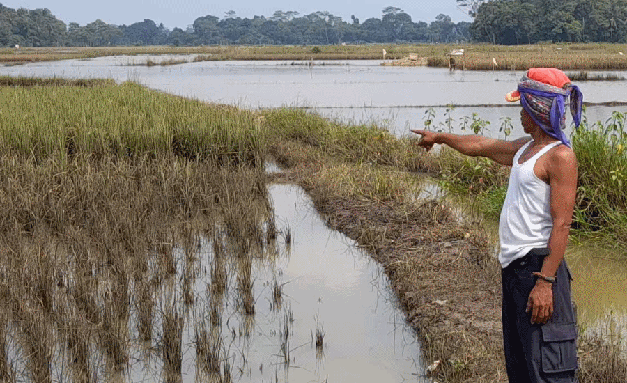 Distan Lebak Minta Pengembang Stop Bangun Perumahan di Lahan Sawah Produktif
