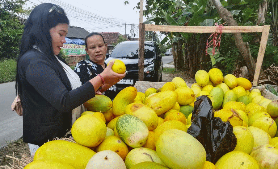 Curah Hujan Tinggi, Produksi Timun Suri Petani di Lebak Merosot