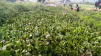 eceng gondok