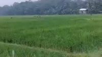 Sawah di Lebak