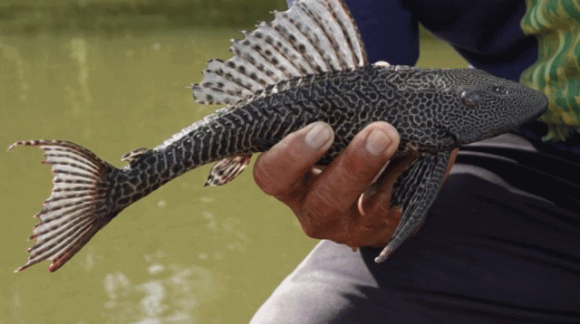 Ikan Sapu-Sapu Ancam Spesies Ikan Lokal di Sungai Lebak 
