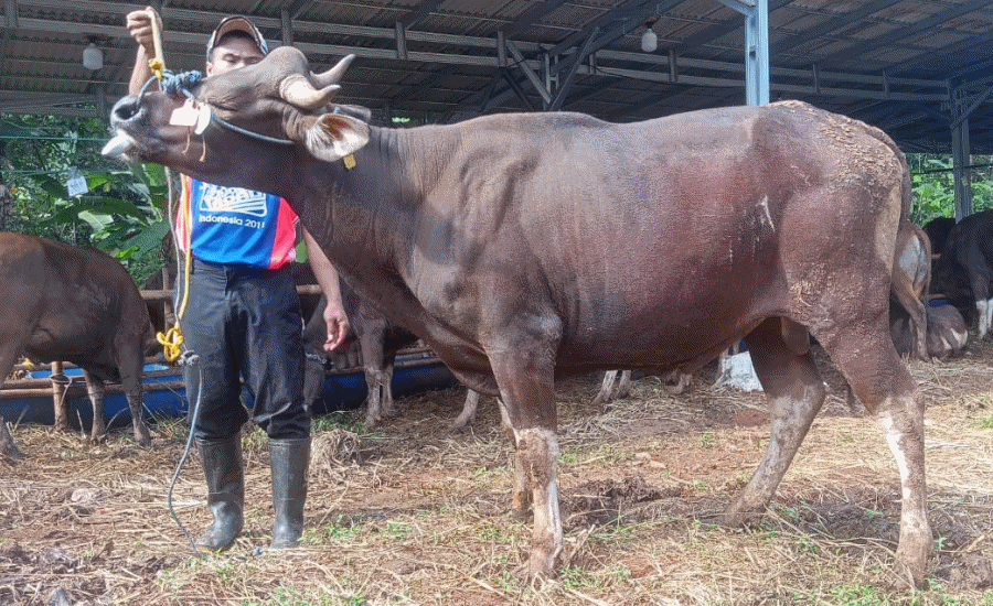 Jelang Hari Raya Kurban, Penjualan Hewan di Kota Tangsel Ramai Pesanan