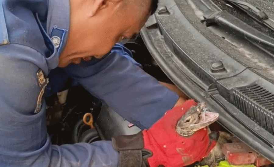Biawak Masuk Kap Mobil Warga Bintaro, Damkar Tangsel Lakukan Evakuasi Dramatis