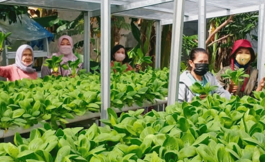 Mimpi KWT Mawar 8 di Batuceper, Menembus Rantai Industri Pangan
