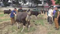 Baznas Kota Tangerang, mencatat hasil penghimpunan dana hewan kurban Idul Adha 2026 mencapai Rp1,3 miliar.