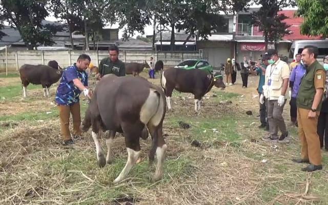 Baznas Kota Tangerang, mencatat hasil penghimpunan dana hewan kurban Idul Adha 2026 mencapai Rp1,3 miliar.