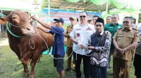Wali Kota Serang Budi Rustandi menyalurkan bantuan hewan kurban menjelang Hari Raya Iduladha 1447 Hijriah, Selasa (26/5).