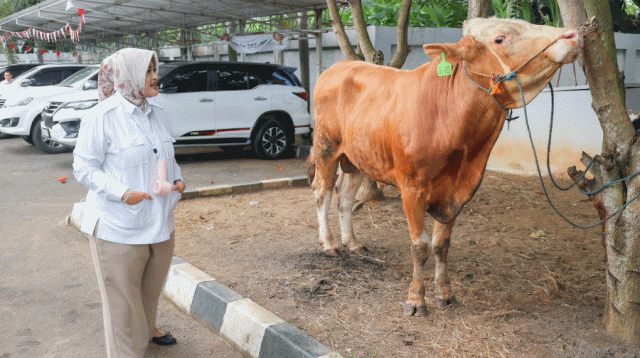 Annisa Mahesa Salurkan 63 Hewan Kurban untuk Masyarakat Banten