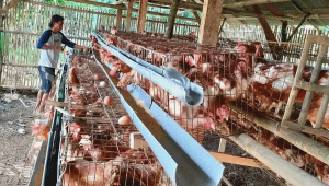Peternakan Ayam Petelur Dongkrak Ekonomi Warga Mekarsari