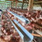 Peternakan Ayam Petelur Dongkrak Ekonomi Warga Mekarsari