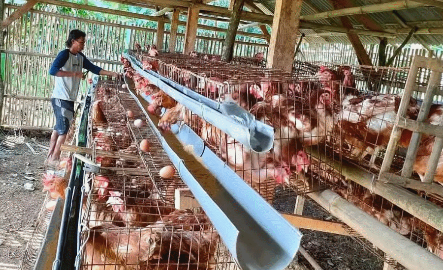 Peternakan Ayam Petelur Dongkrak Ekonomi Warga Mekarsari