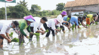 Ribuan Petani Kota Serang Bergantung Pupuk Subsidi Ribuan Petani Kota Serang Bergantung Pupuk Subsidi
