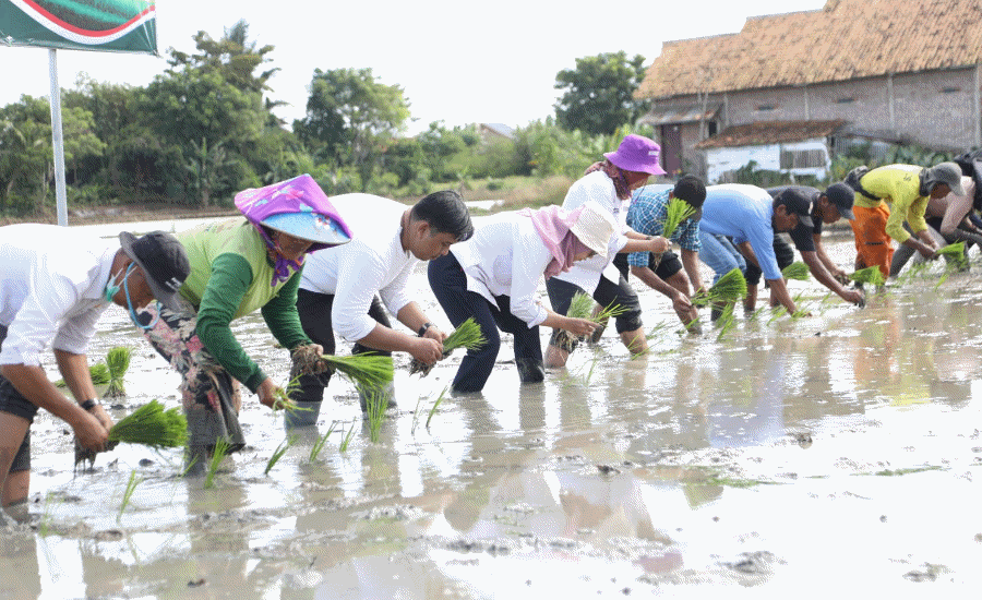 Ribuan Petani Kota Serang Bergantung Pupuk Subsidi
