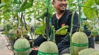 Pemdes Curug Wetan Kembangkan Budidaya Melon, Dorong Ketahanan Pangan dan Tingkatkan Ekonomi Warga Pemdes Curug Wetan Kembangkan Budidaya Melon, Dorong Ketahanan Pangan dan Tingkatkan Ekonomi Warga