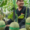 Pemdes Curug Wetan Kembangkan Budidaya Melon, Dorong Ketahanan Pangan dan Tingkatkan Ekonomi Warga