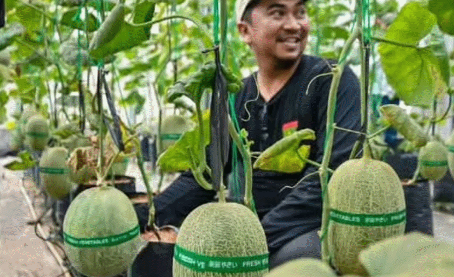 Pemdes Curug Wetan Kembangkan Budidaya Melon, Dorong Ketahanan Pangan dan Tingkatkan Ekonomi Warga